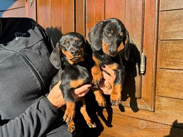 Cuccioli di Bassotto Tedesco