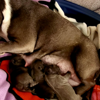 Cuccioli Bulldog francese blu