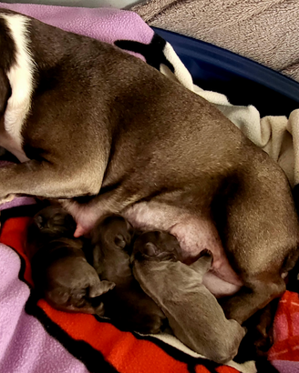 Cuccioli Bulldog francese blu