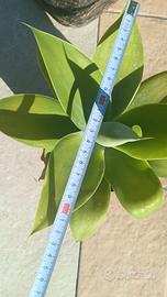 agave attenuata