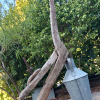 Antichissimo Aratro in legno  € 70.00