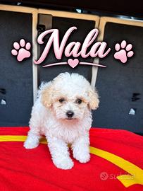 Cuccioli Maltipoo