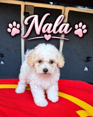 Cuccioli Maltipoo
