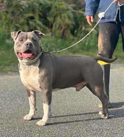 Amstaff Blue Maschio per accoppiamento ( Monta)