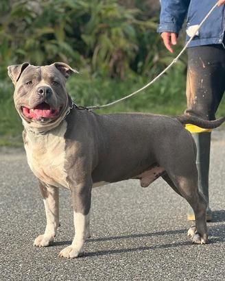 Amstaff Blue Maschio per accoppiamento ( Monta)