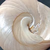 Pearl Trochas Sea Shell Iridescent Ceramic Ocean S