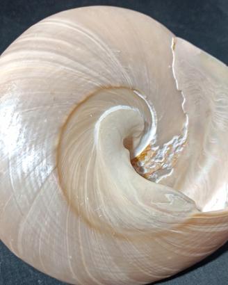 Pearl Trochas Sea Shell Iridescent Ceramic Ocean S