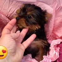 Cucciola yorkshire mini toy