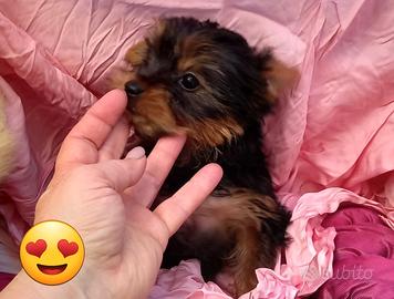 Cucciola yorkshire mini toy