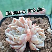echeveria pink sea erba