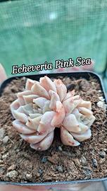 echeveria pink sea erba