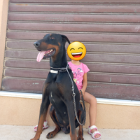 Dobermann