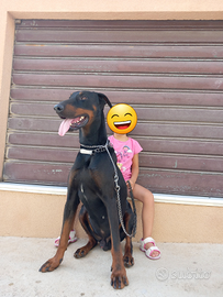 Dobermann