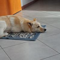 Piccolo, tenero Simba