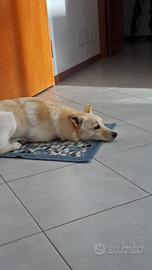 Piccolo, tenero Simba