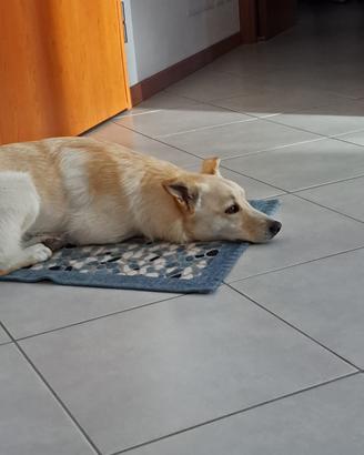 Piccolo, tenero Simba