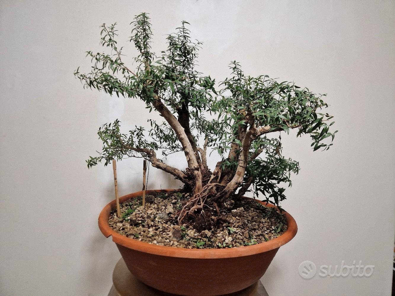 Bonsai acero palmato yamamomiji - Giardino e Fai da te In vendita a Bari