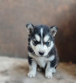 Cuccioli husky