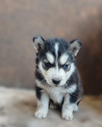 Cuccioli husky