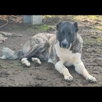 Kangal