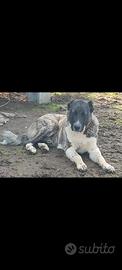 Kangal