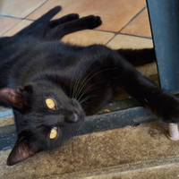 Gattini in adozione