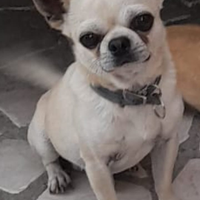Chiwawa maschio per accopiamento