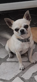 Chiwawa maschio per accopiamento