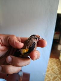 cardellino