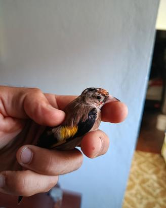 cardellino