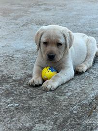 Labrador cuccioli