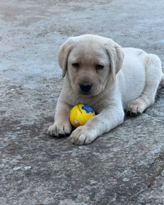 Labrador cuccioli