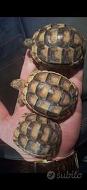 Tartarughe di terra