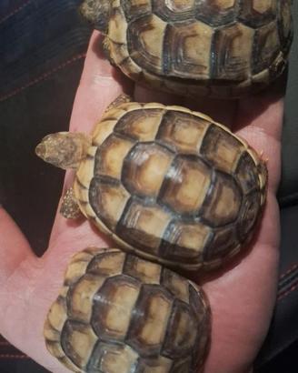 Tartarughe di terra