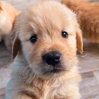 Cuccioli golden retriever