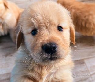 Cuccioli golden retriever