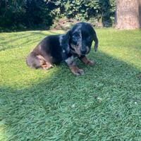 Bassotti Nani cuccioli