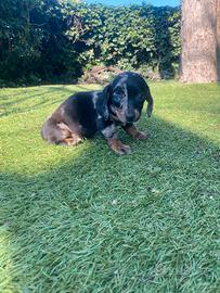 Bassotti Nani cuccioli