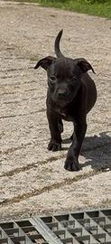 Cuccioli di Pitbull