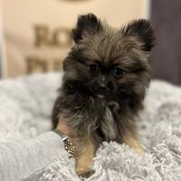 Spitz volpino Pomerania linea Americana