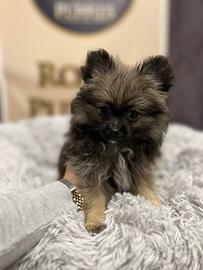 Spitz volpino Pomerania linea Americana