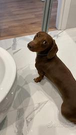 Bassotto nano disponibile per monta