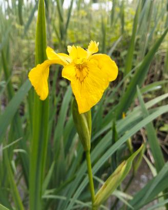 IRIS GIALLO 🪷🪷