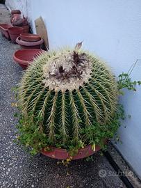 Cuscino della suocera di 25 anni