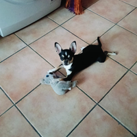 Cane cucciolo ciuwawa