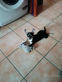 Cane cucciolo ciuwawa