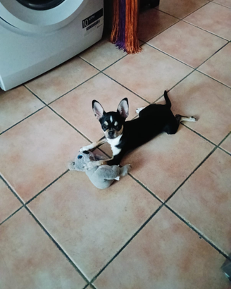 Cane cucciolo ciuwawa