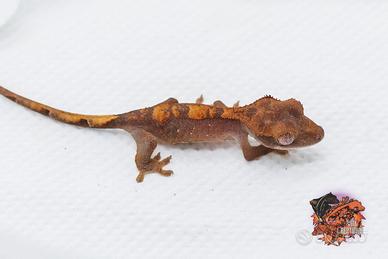Geco Ciliatus halloween
