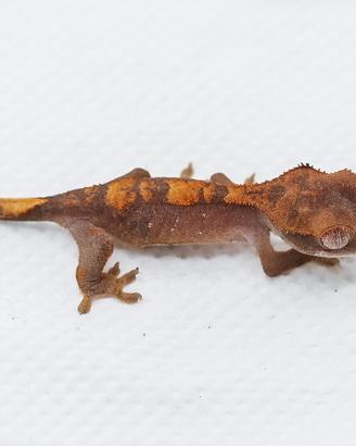 Geco Ciliatus halloween