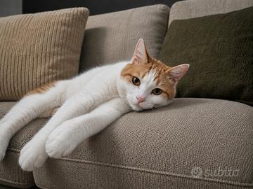 Gatto Siberiano antiallergico